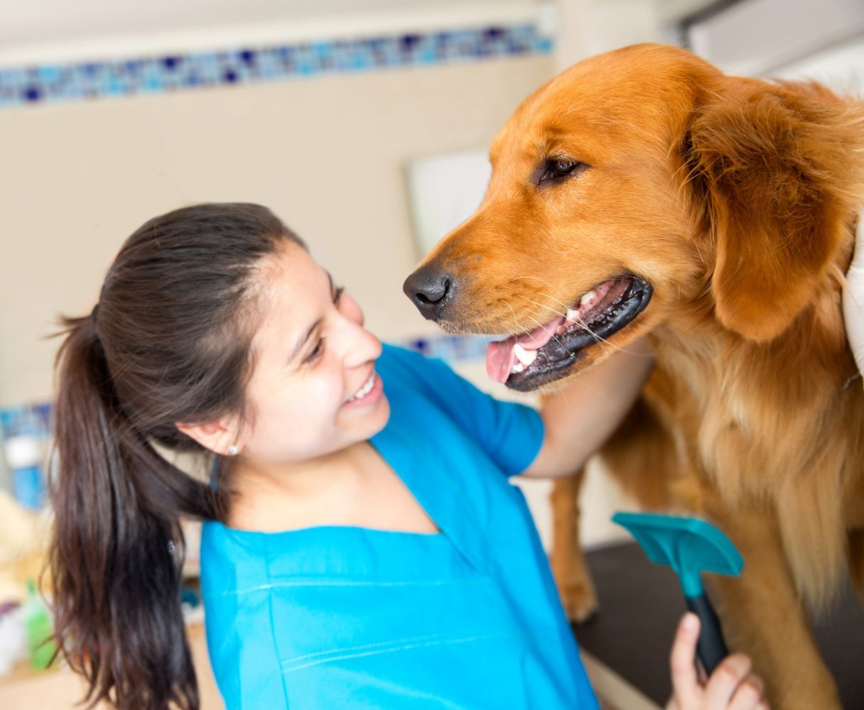 Veterinarian Examine Dog — Honolulu, HI — The Pet Clinic