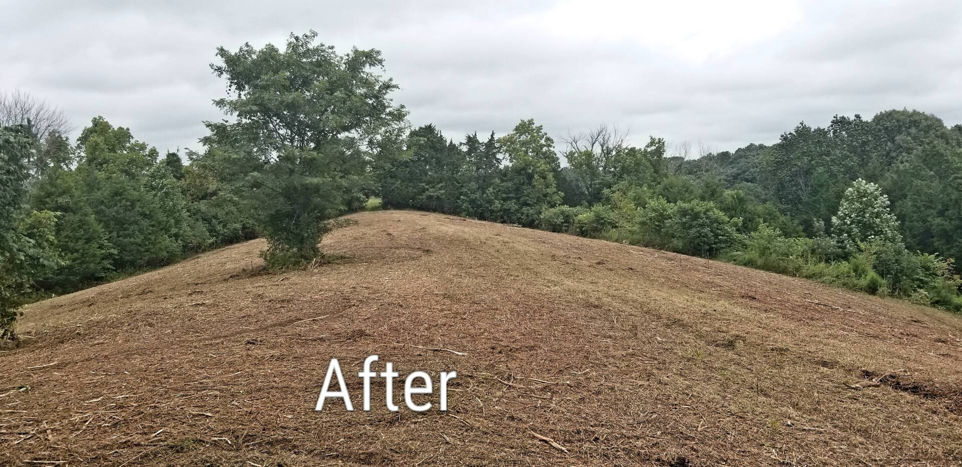 after land clearing Mowing bush hogging brush hogging in louisville