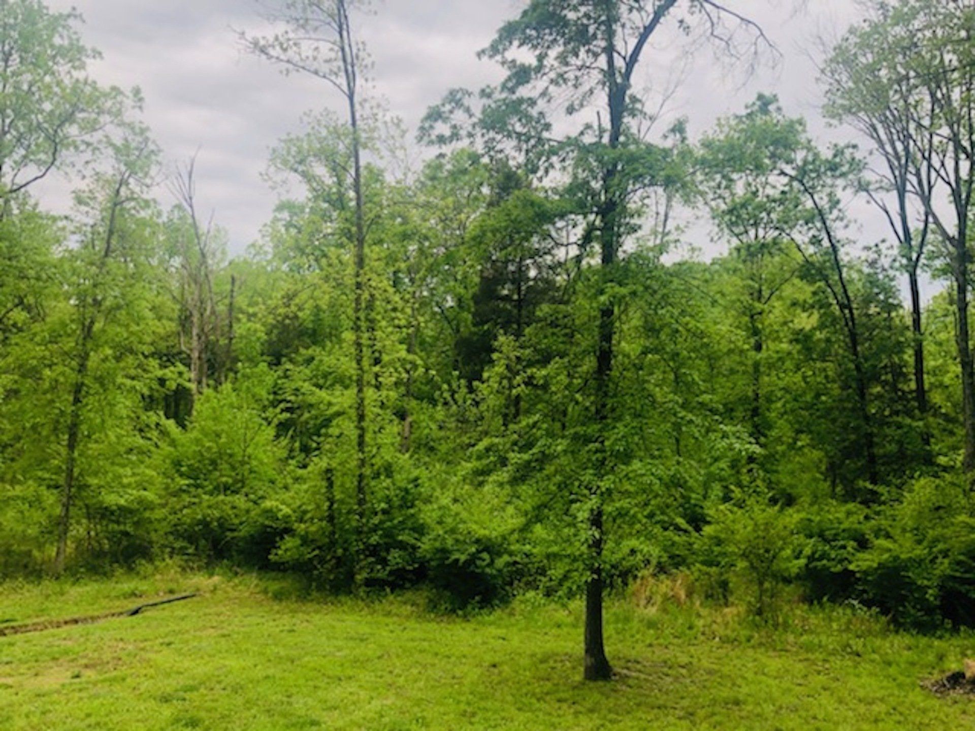 Land Clearing in Kentucky