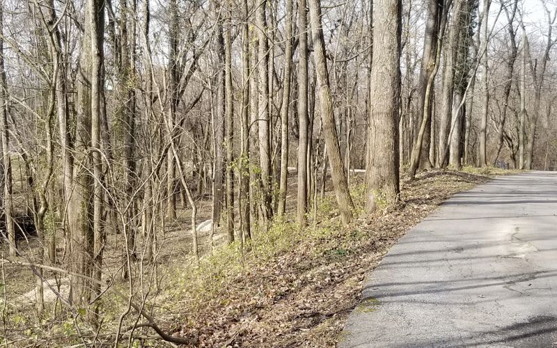 land clearing Mowing bush hogging brush hogging in louisville