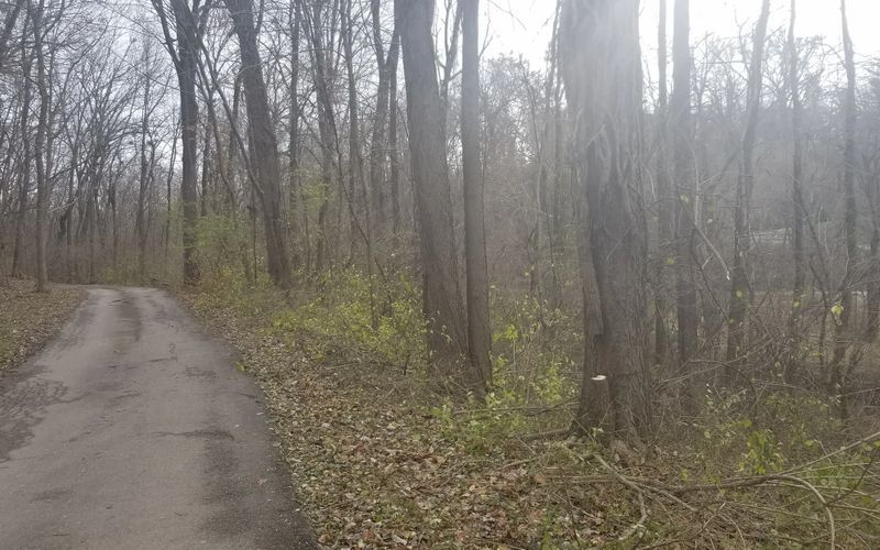 land clearing Mowing bush hogging brush hogging in louisville