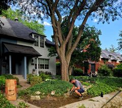 Man gardening in front of a house, brown paper bag, green plants and tree.