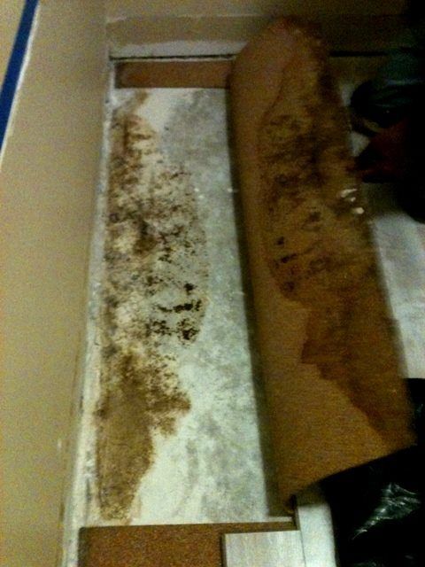 Floor with mold and rolled-up carpet; stained, damaged floorboards.