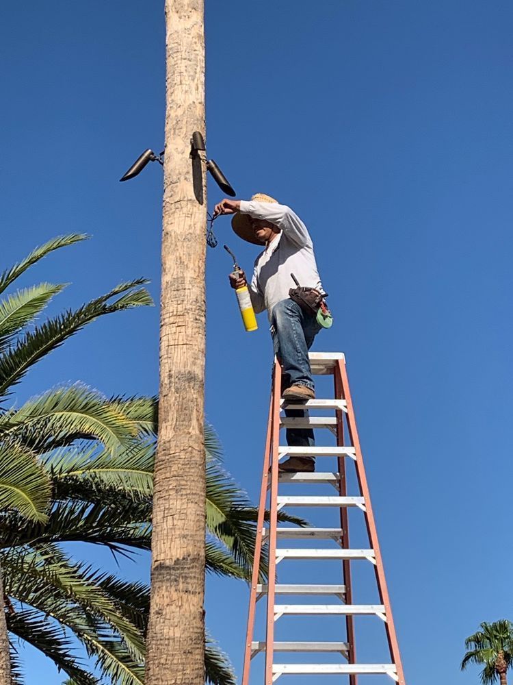 Man on ladder working on a palm tree, holding a torch.