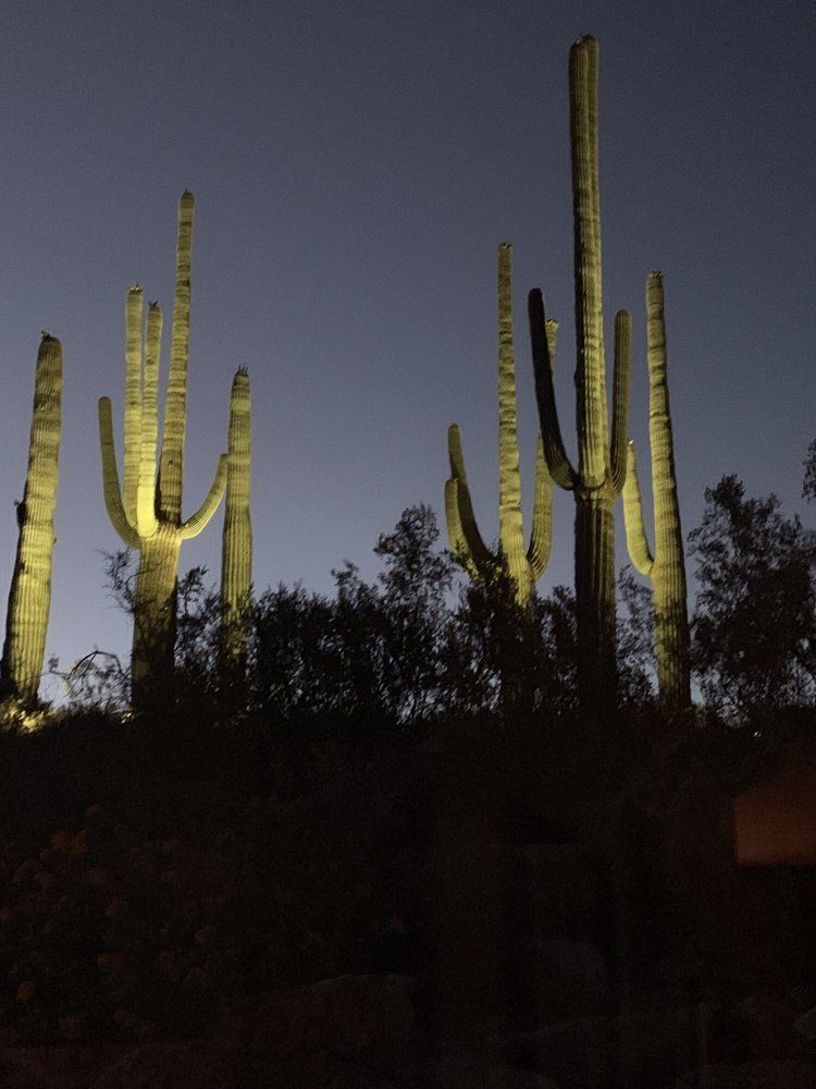 Saguaro cacti illuminated against a dark blue evening sky.