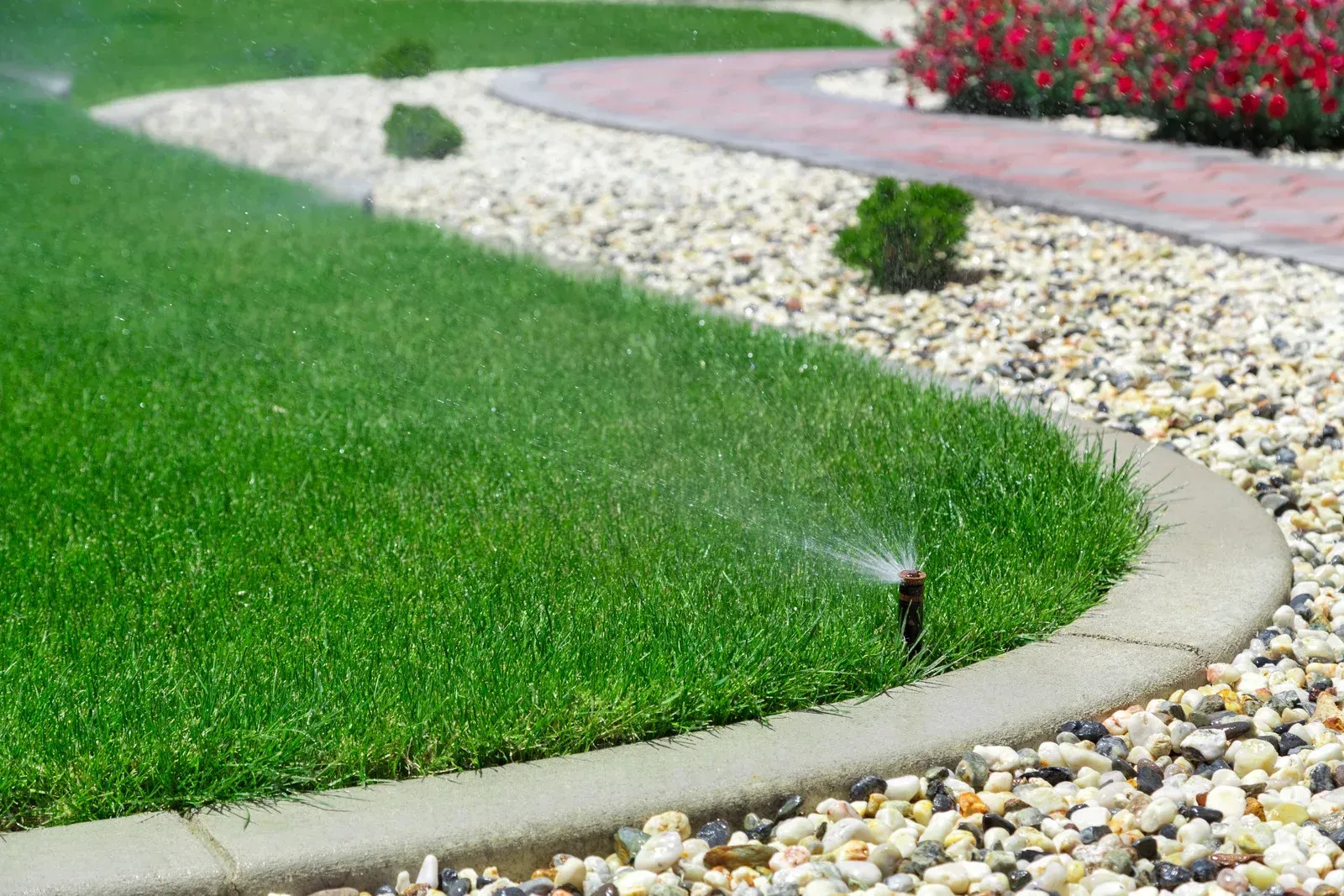 A sprinkler waters a lush green lawn bordered by a curved concrete edge and a bed of light-colored landscaping rocks.