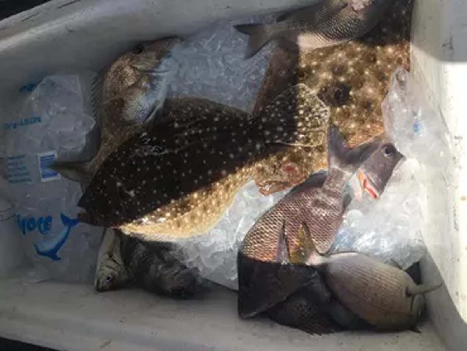 A bunch of fish are sitting in a cooler.