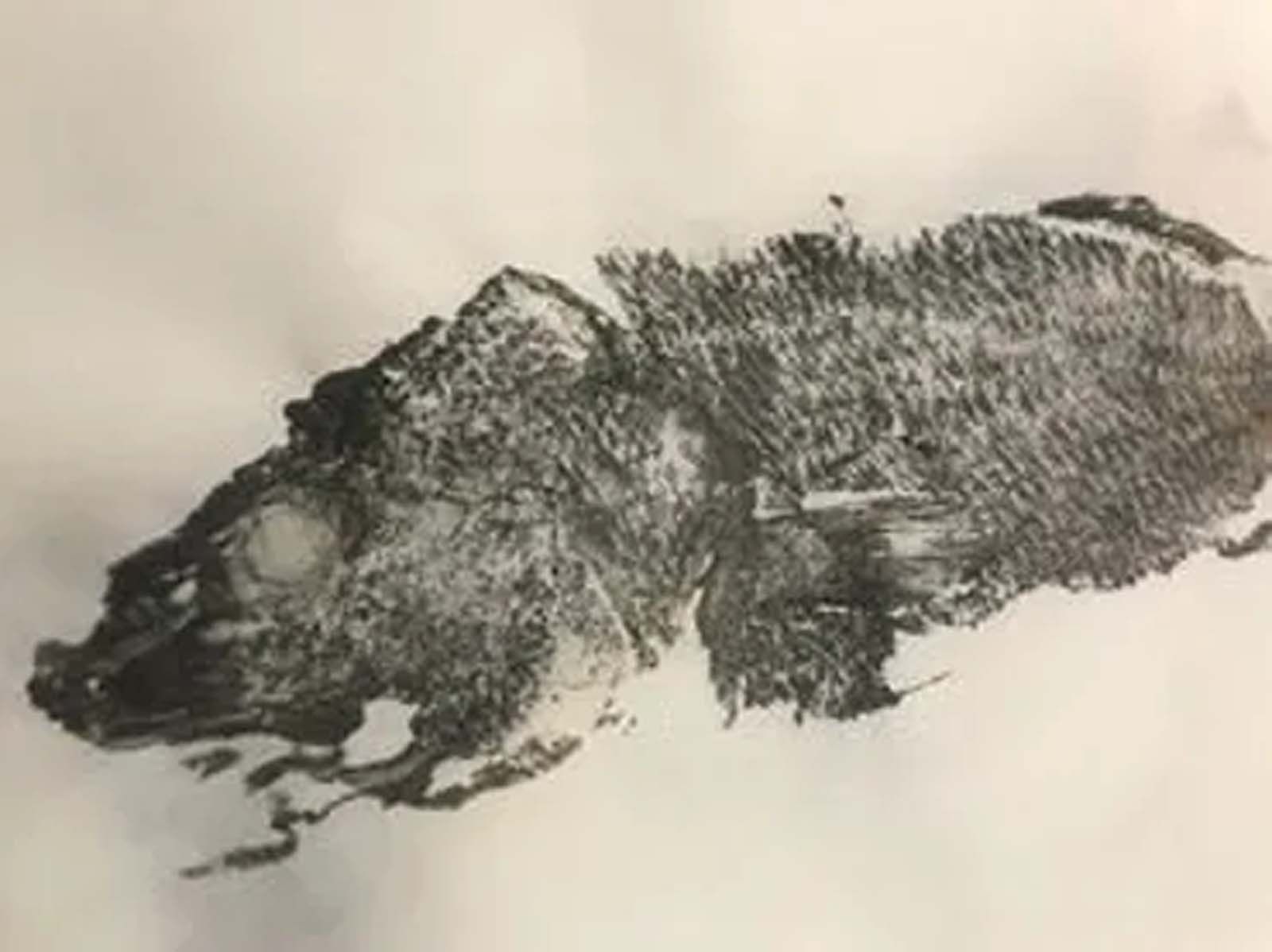 A black and white drawing of a fish on a white surface.