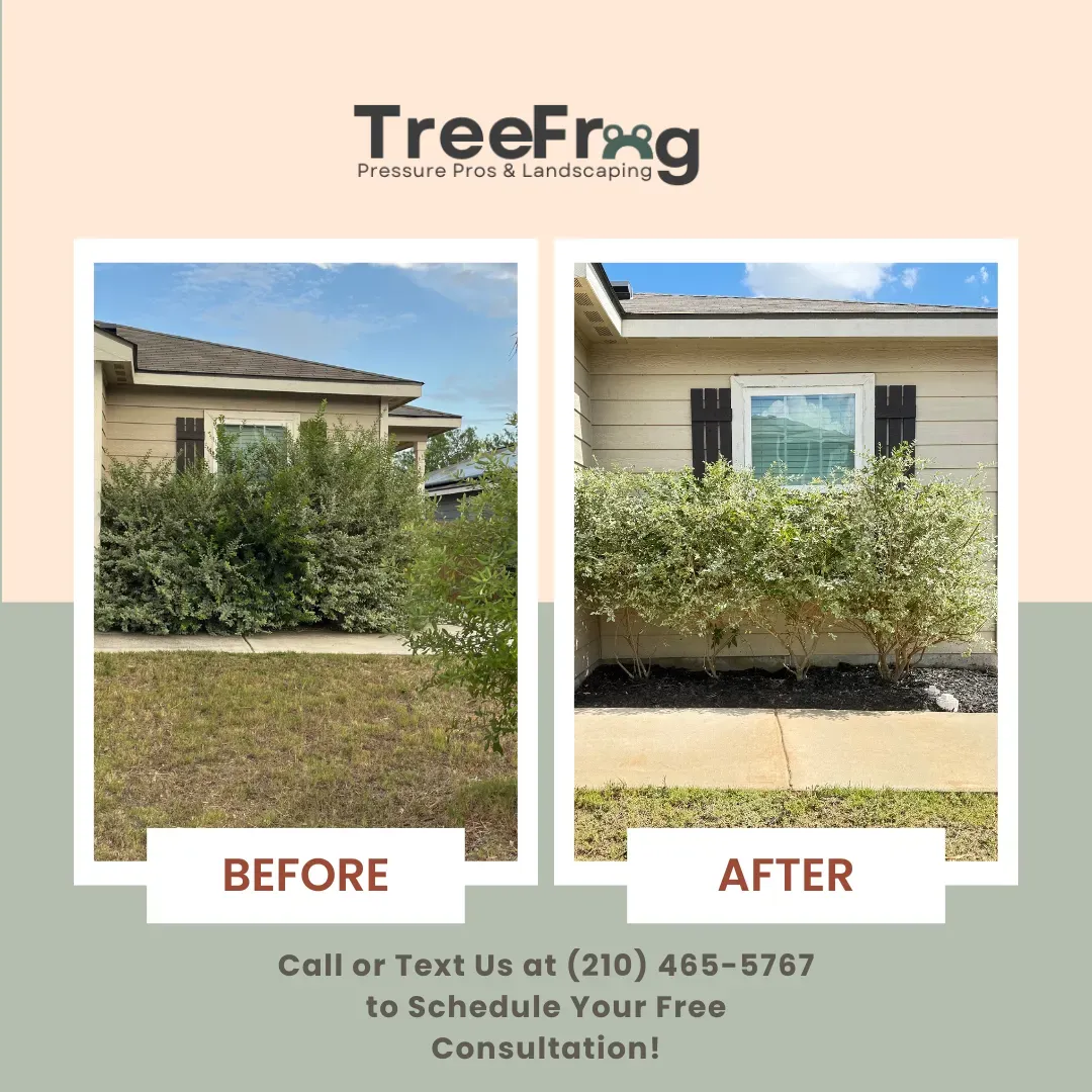 Before And After Picture Of House With Bushes - San Antonio, TX - TreeFrog Pressure Pros & Landscaping