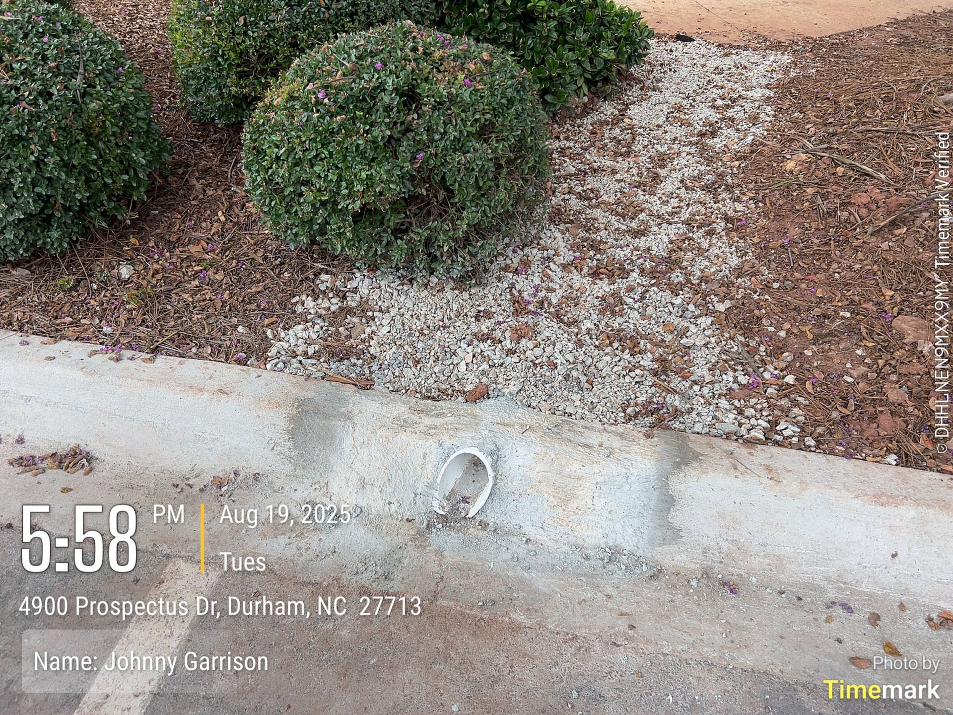 Bushes and gravel border a concrete curb. A white pipe is in the curb. Durham, NC.