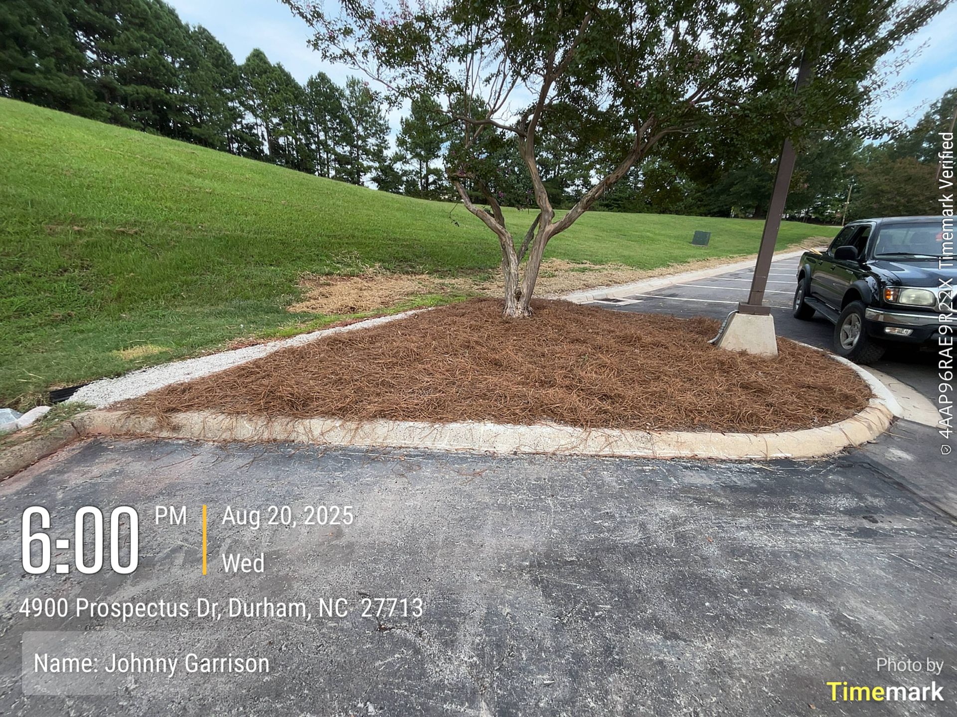 Tree in a mulch bed at an office building, bordered by a sidewalk and parking area.