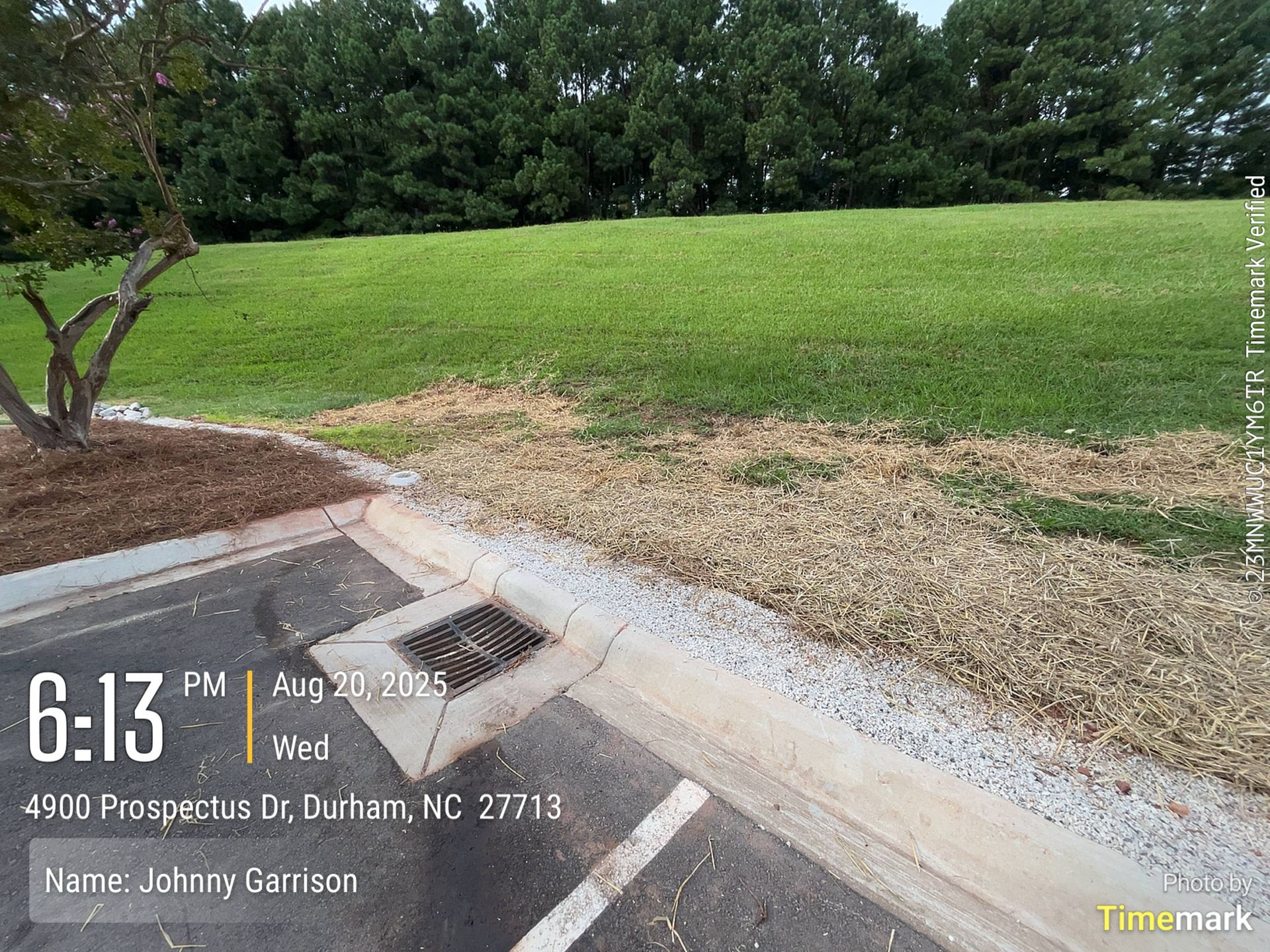 A parking lot and grassy hill. Curb, drain, mulch, and a tree. Durham, NC, August 20, 2025.