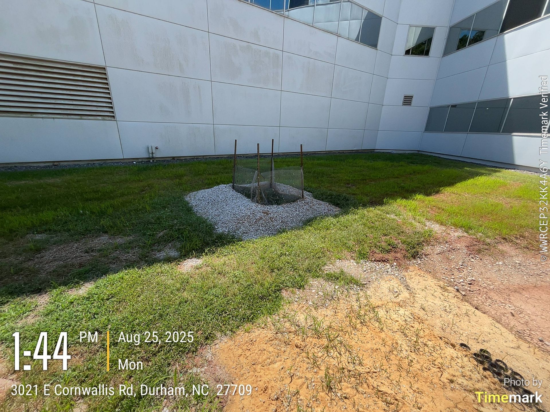 A small tree planted in white gravel next to a building, with a grassy foreground.