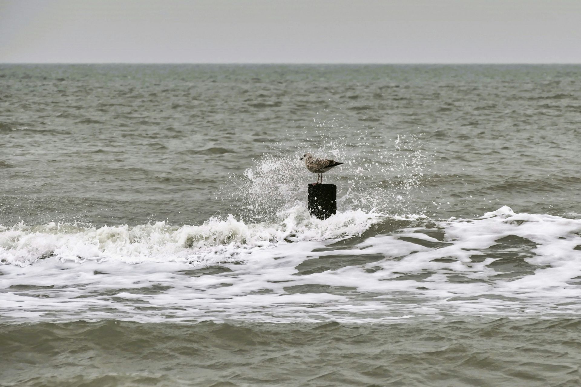 Begrafenisondernemer Westland - Bloemen
