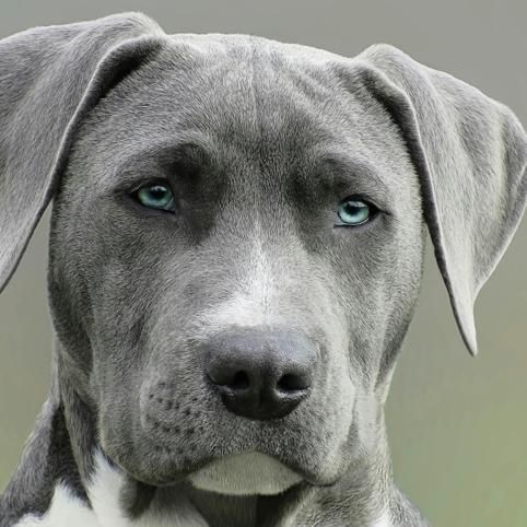 Hond na overlijden van baasje