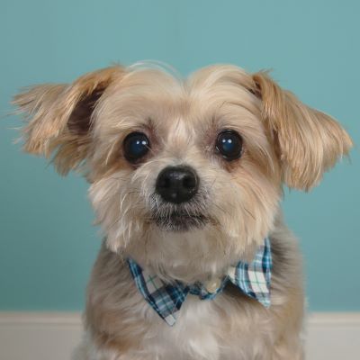 Small, tan and white dog wearing a blue plaid bowtie, looking directly at the camera. Pale blue background.