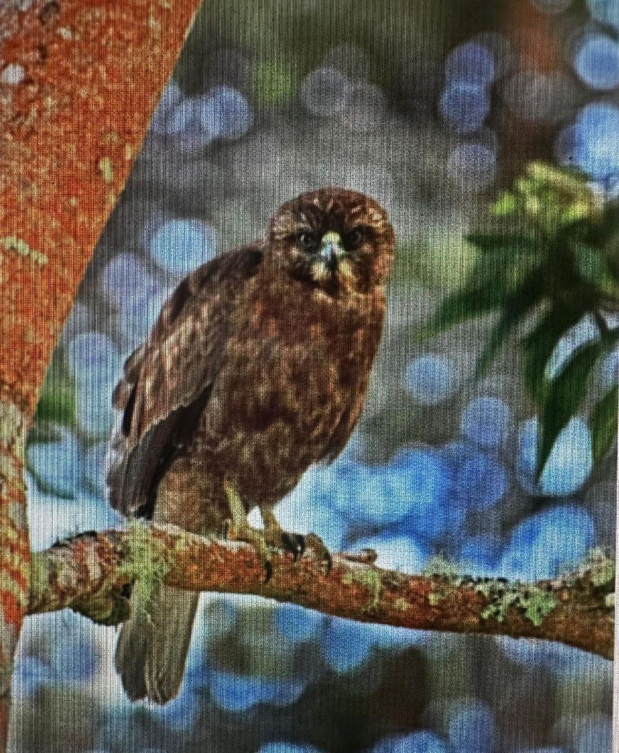 Brown owl perched on a mossy branch against a blurred blue-green forest background