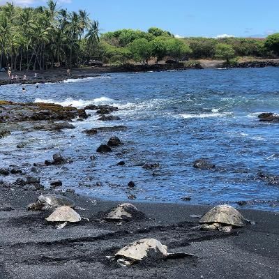 Black sand beach with rocky shoreline, blue ocean waves, and palm trees along the coast