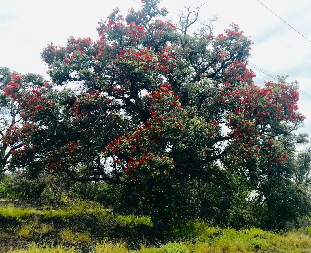 Flowering tree with red blossoms in a grassy field under a bright sky