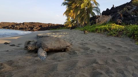 Sea turtle on a sandy beach with vegetation and dark rocks in the background.