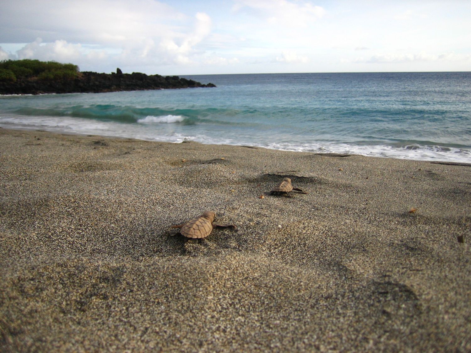 Two sea turtle hatchlings on a sandy beach, ocean in background.