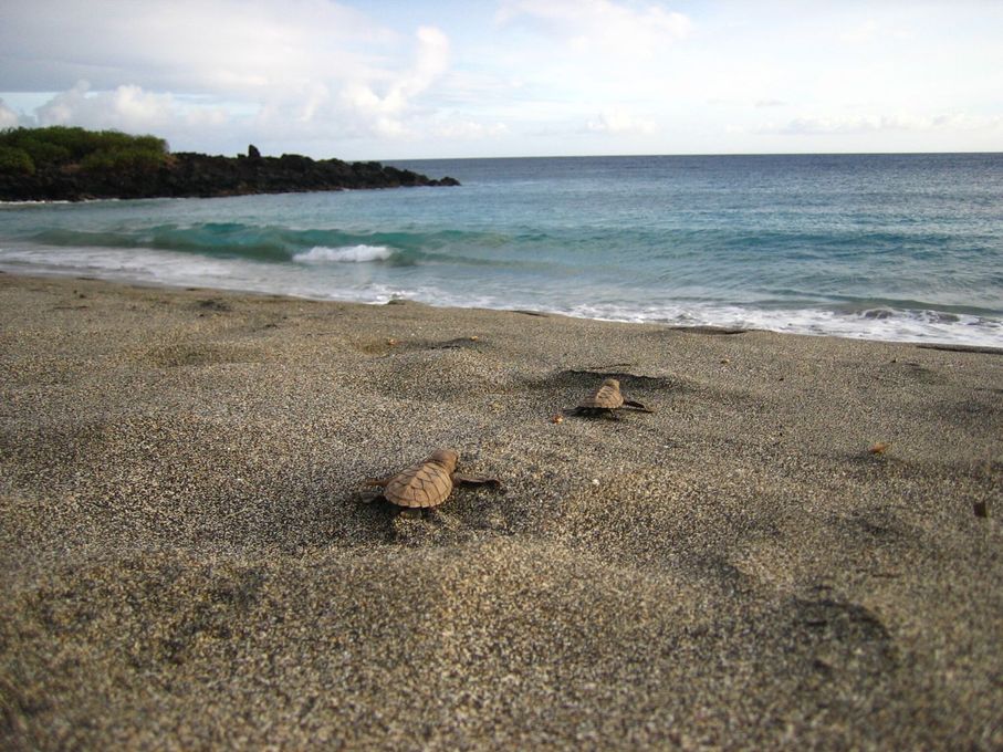 Two sea turtle hatchlings on a sandy beach, ocean in background.