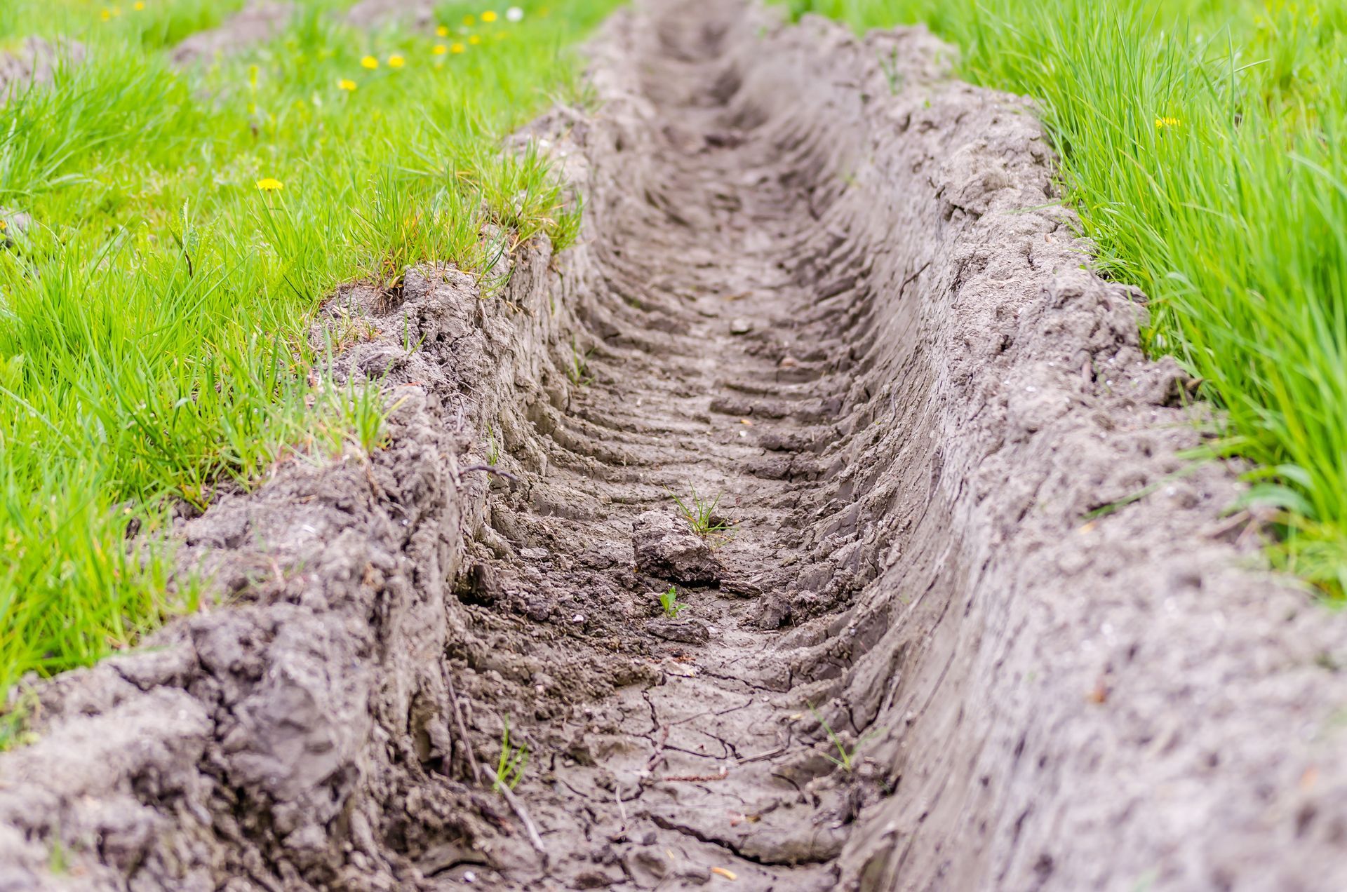 Mud-filled tire track through green grass in a field.