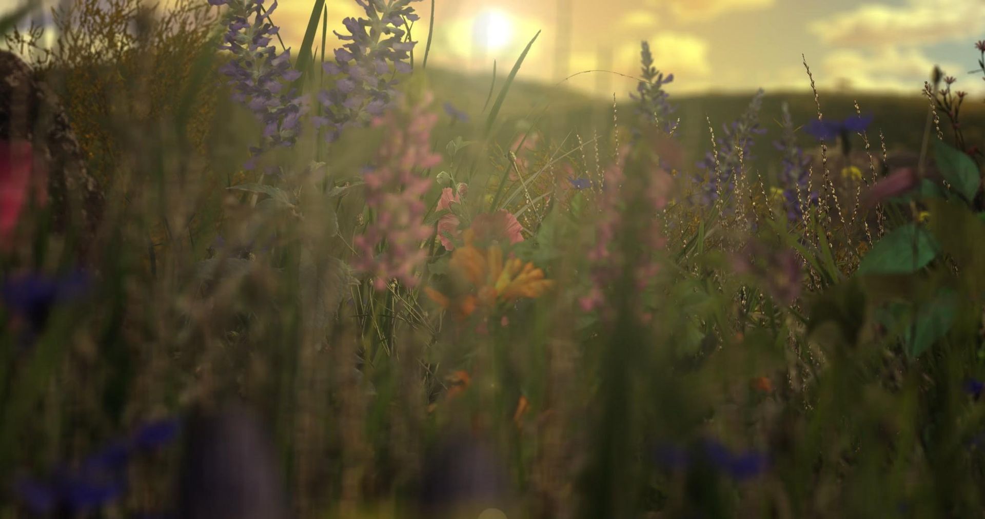 Field of colorful wildflowers bathed in warm sunlight.
