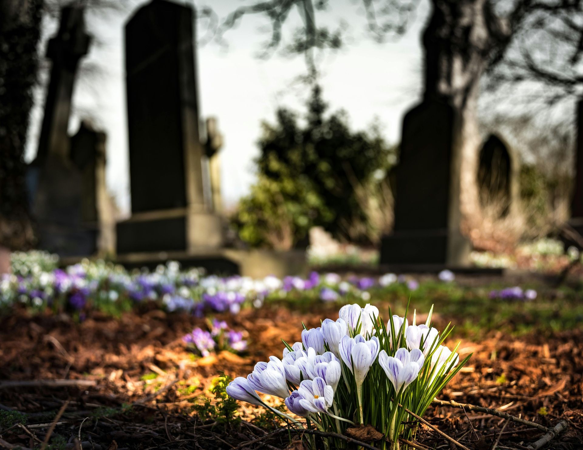 Crocus flowers blooming in a cemetery, with tombstones in the background.