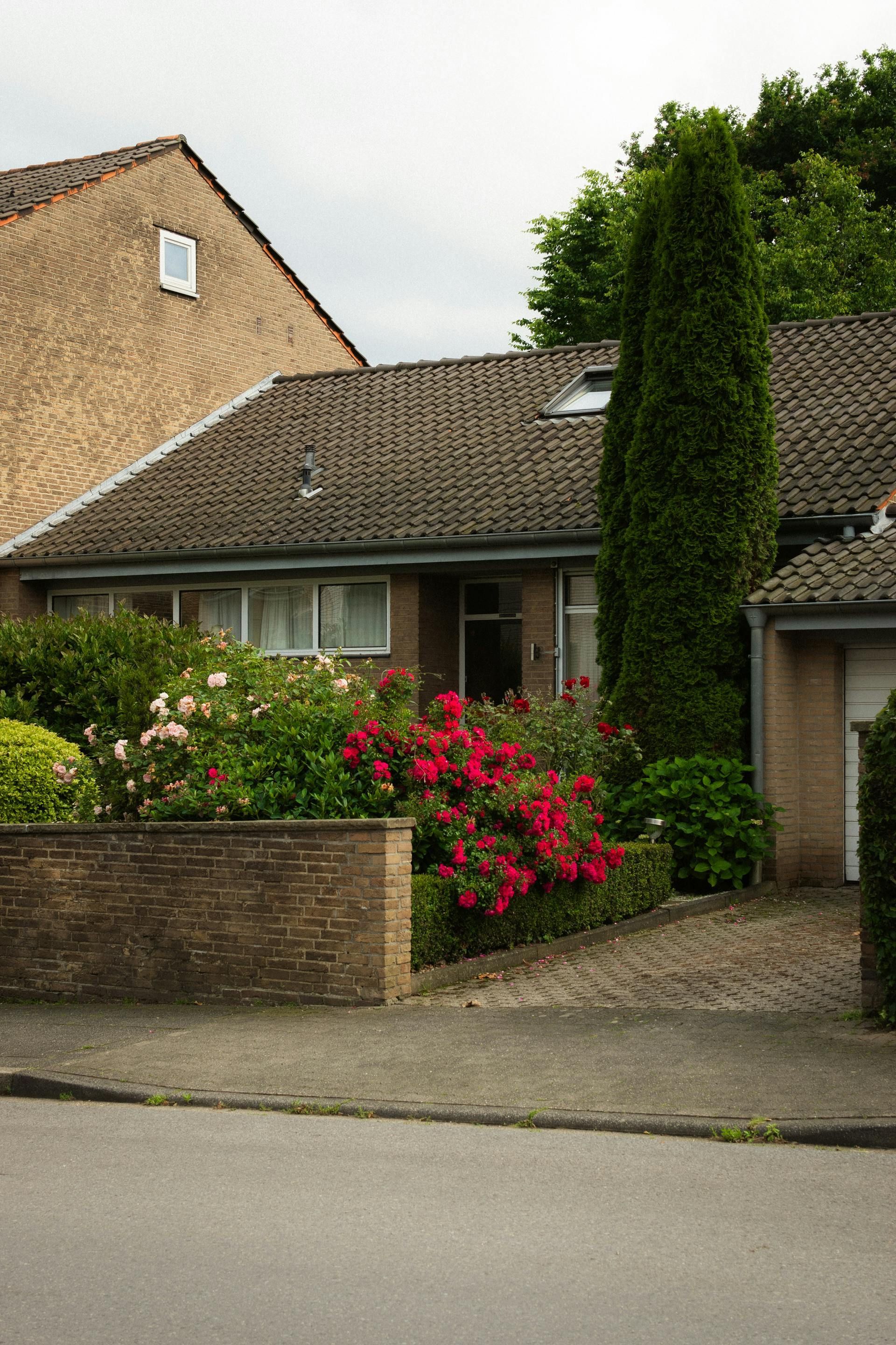 A brick house with a flower garden. Red and pink roses bloom. Tall, green, narrow tree stands.