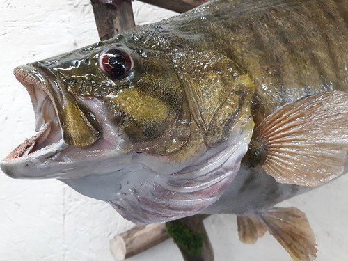 Past taxidermy services