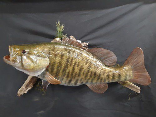 Past taxidermy services