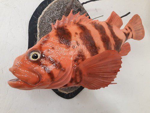 Past taxidermy services
