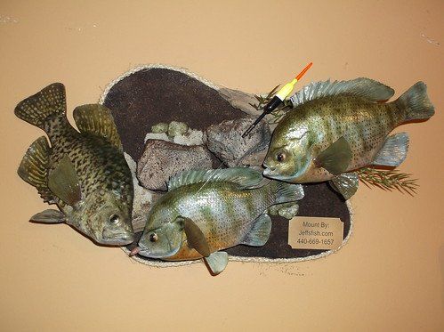 Past taxidermy services
