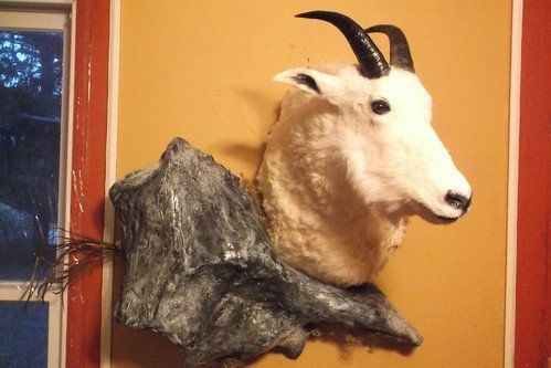 Past taxidermy services