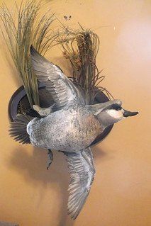 Past taxidermy services