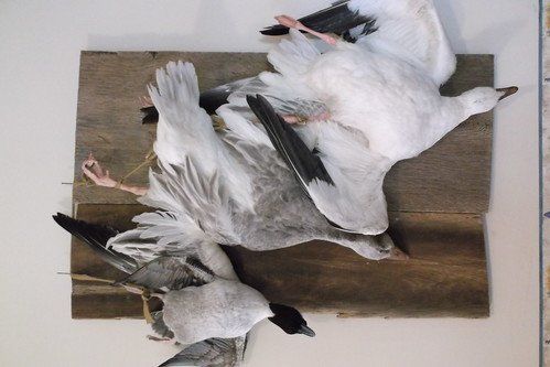 Past taxidermy services