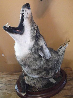 Past taxidermy services