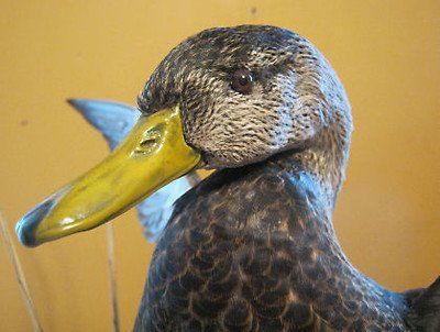 Past taxidermy services