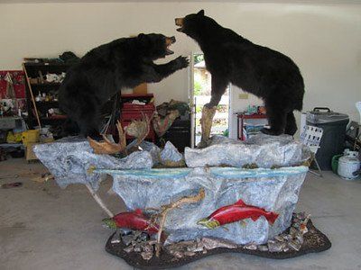 Past taxidermy services