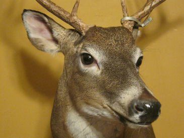 Past taxidermy services