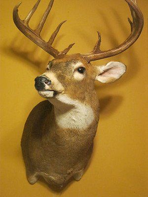 Past taxidermy services