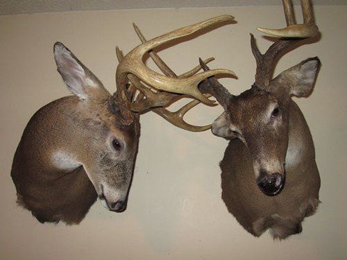 Past taxidermy services