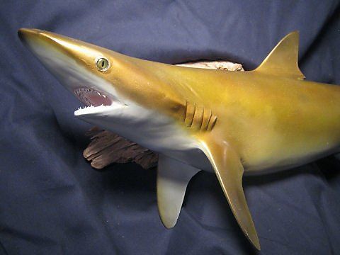 Past taxidermy services