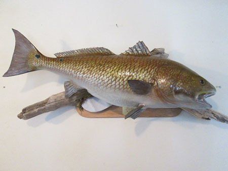 Past taxidermy services
