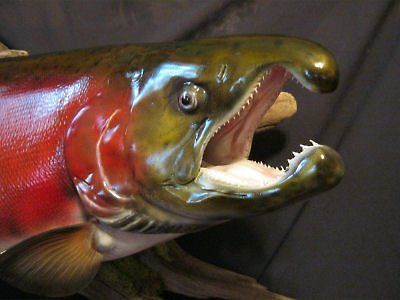 Past taxidermy services