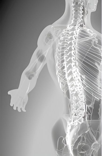 An X-Ray of A Man's Spine and Skeleton — Living Well Chiropractic Coffs Harbour in Coffs Harbour, NSW