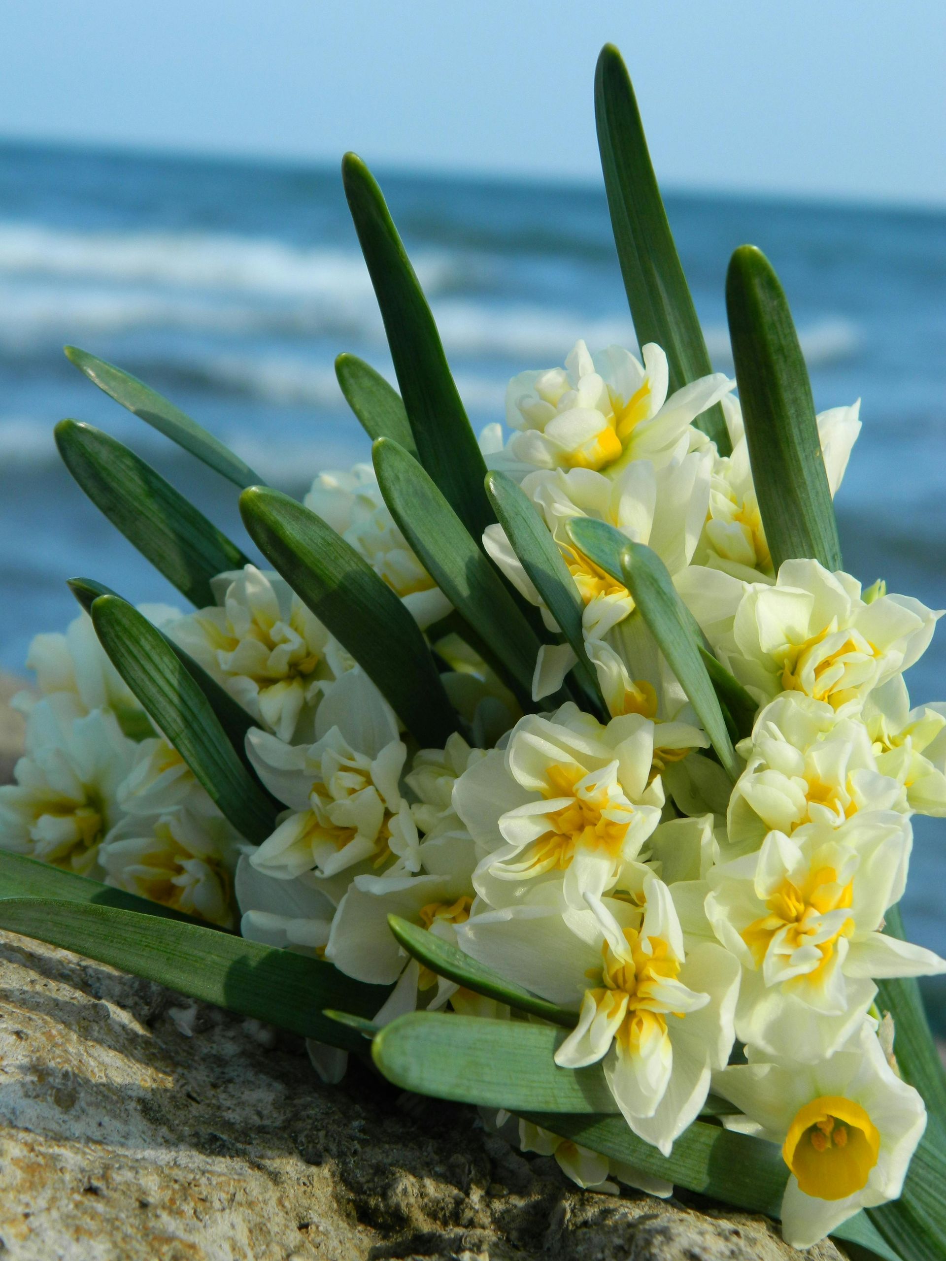 Ocean view with flowers on top of of a Rock — United Funeral Care In Kempsey, NSW