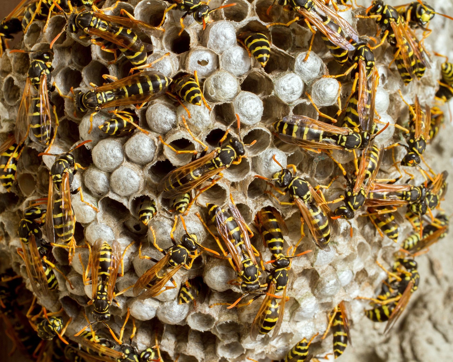 A close up of a wasp nest on a window sill.