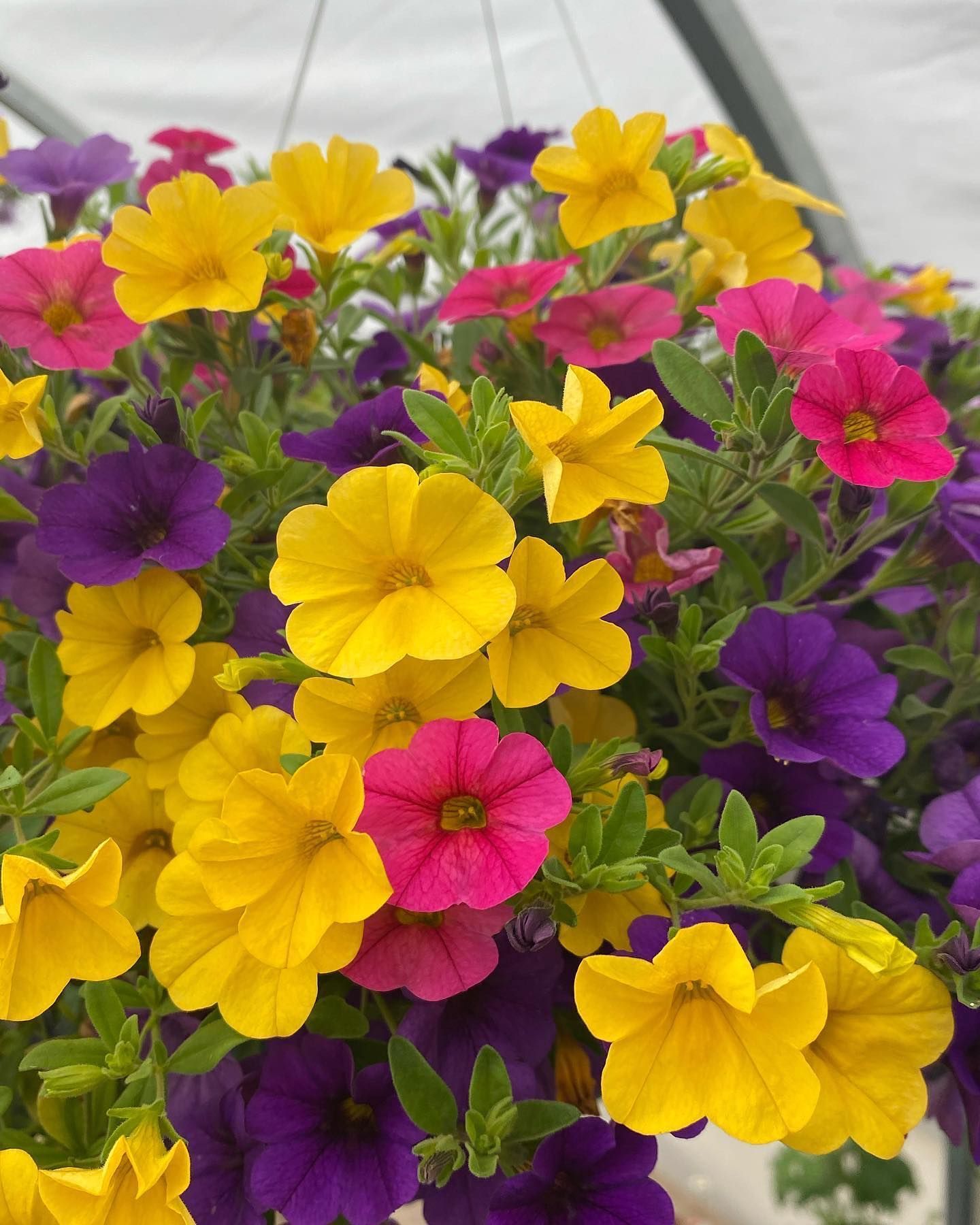 A hanging basket filled with yellow pink and purple flowers